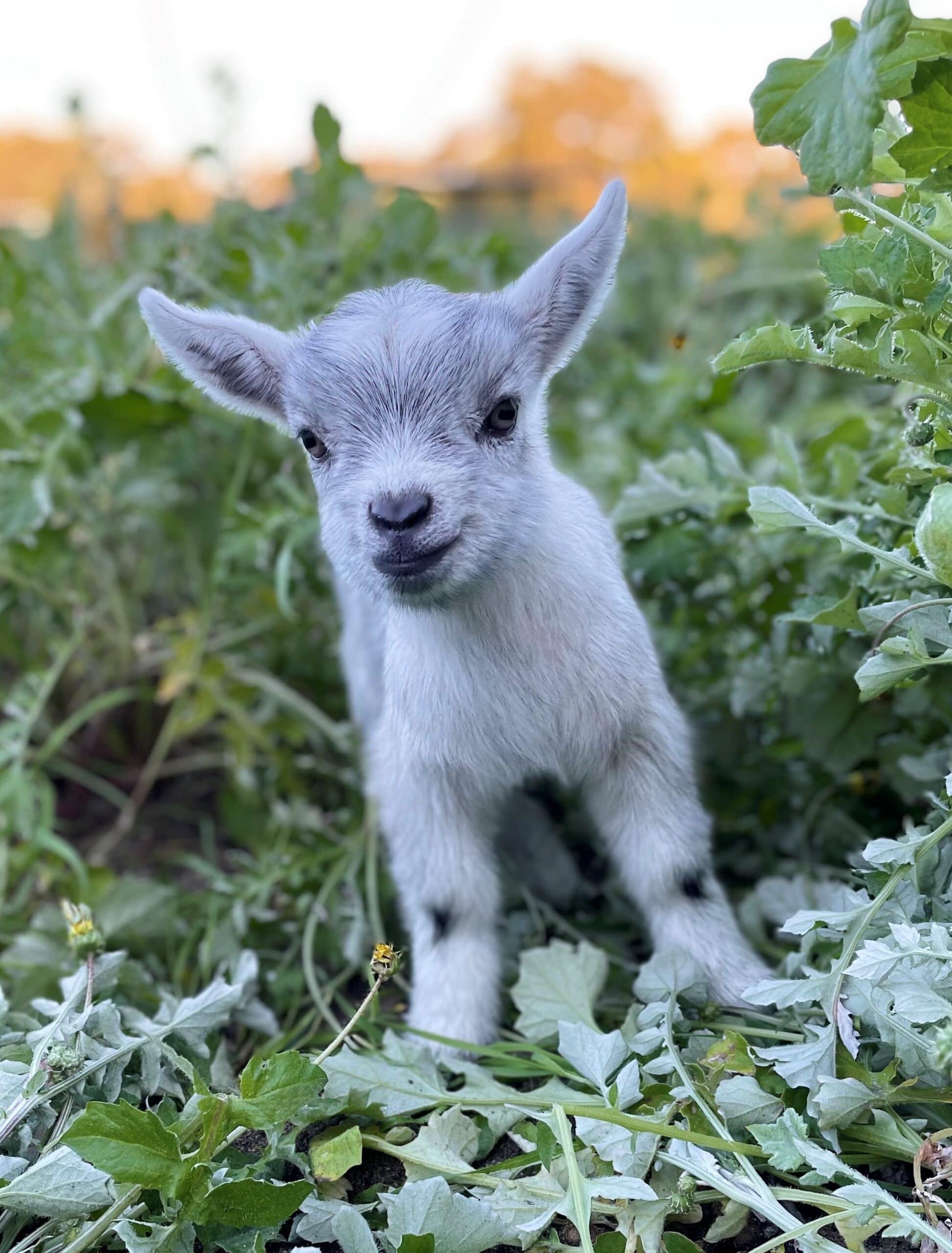 The goat is a lie